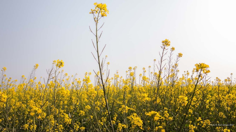 Mustard field, photo by Anil Advani